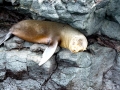 Galápagos Fur Seal