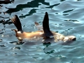 Galápagos Fur Seal