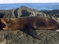 Galápagos Fur Seal