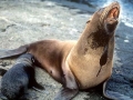 Galápagos Fur Seal
