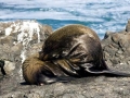 Galápagos Fur Seal