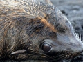 Galápagos Fur Seal