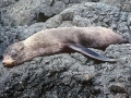 Galápagos Fur Seal
