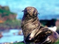 Galápagos Fur Seal