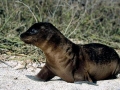 Galápagos Fur Seal