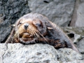 Galápagos Fur Seal