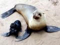 Galápagos Fur Seal