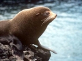 Galápagos Fur Seal