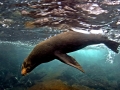 Galápagos Fur Seal