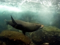 Galápagos Fur Seal