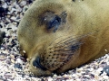 Galápagos Fur Seal
