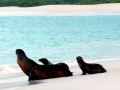 Galápagos Fur Seal