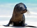 Galápagos Fur Seal