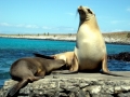 Galápagos Fur Seal