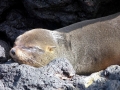 Galápagos Fur Seal