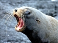 Galápagos Fur Seal
