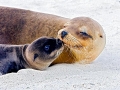 Galápagos Fur Seal