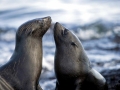 Galápagos Fur Seal