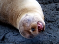 Galápagos Fur Seal