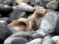 Galápagos Fur Seal