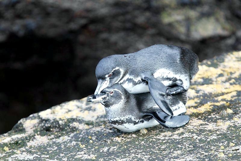 Galápagos Penguin