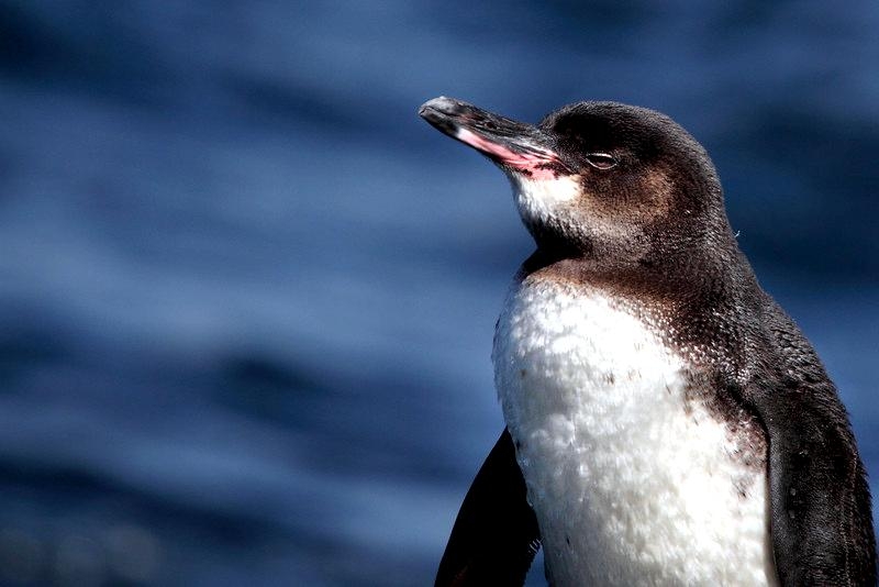 Galápagos Penguin
