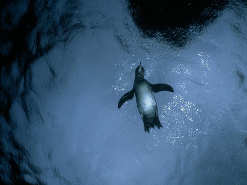 Galápagos Penguin