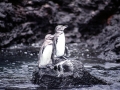 Galápagos Penguin