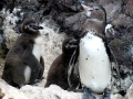 Galápagos Penguin