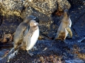 Galápagos Penguin