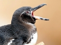Galápagos Penguin