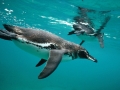 Galápagos Penguin
