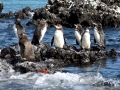 Galápagos Penguin