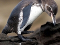 Galápagos Penguin