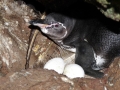 Galápagos Penguin