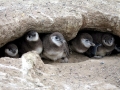 Galápagos Penguin