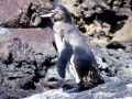 Galápagos Penguin