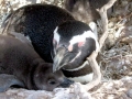 Galápagos Penguin
