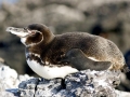 Galápagos Penguin