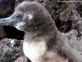 Galápagos Penguin