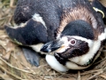 Galápagos Penguin