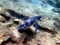Galápagos Penguin
