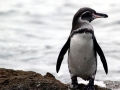 Galápagos Penguin