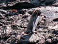 Galápagos Penguin