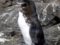 Galápagos Penguin