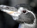 Galápagos Penguin