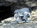 Galápagos Penguin