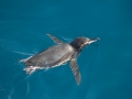 Galápagos Penguin