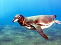 Galápagos Penguin