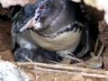 Galápagos Penguin